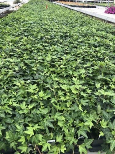 Hedera-Helix-Needlepoint