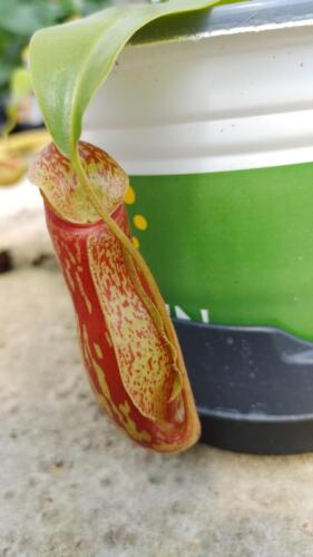 NEPENTHES PITCHER PLANT