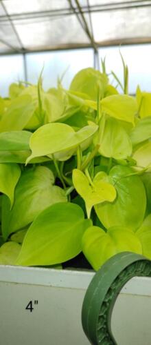 PHILODENDRON LEMON NEON (2)