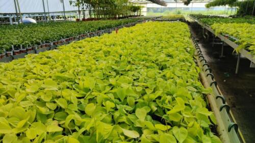 PHILODENDRON LEMON NEON (3)