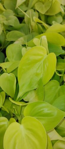 PHILODENDRON LEMON NEON