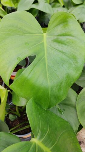 PHILODENDRON MONSTERA