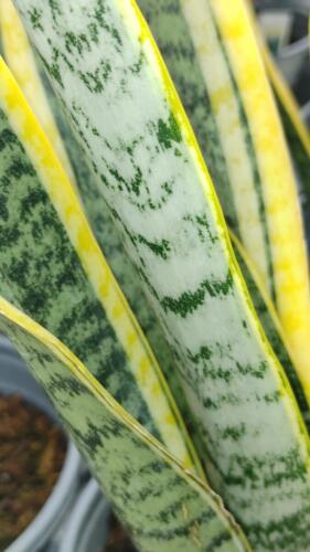 SANSEVIERIA LAURENTII