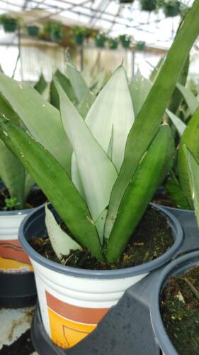 SANSEVIERIA MOONSHINE