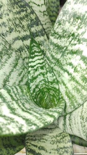 SANSEVIERIA ROBUSTA (2)