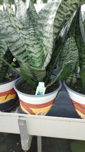 SANSEVIERIA ROBUSTA