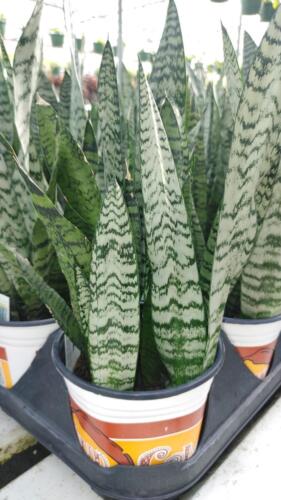 SANSEVIERIA ZEYLANICA