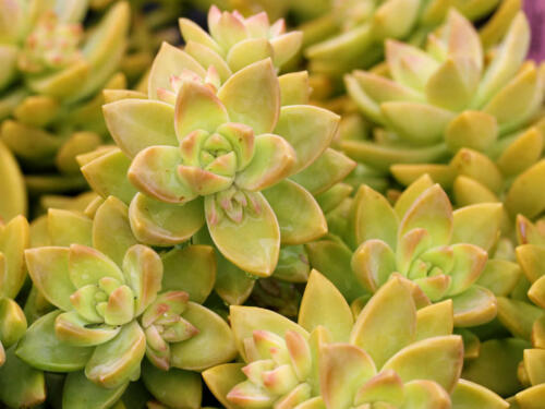 SEDUM ADOLPHI