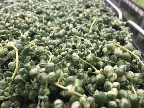 SENECIO STRING OF MARBLES VARIEGATED