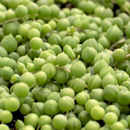 SENECIO STRING OF PEARLS