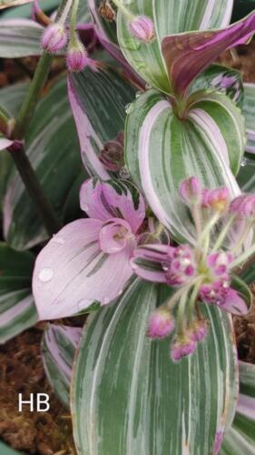 WANDERING JEW NANOUK