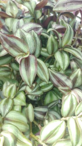 WANDERING JEW TRICOLOR