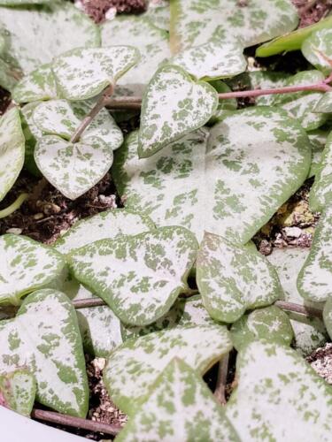 ceropegia string of arrows