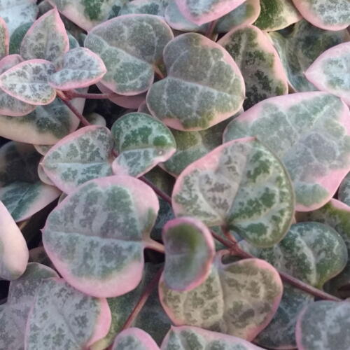 ceropegia string of hearts